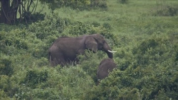 Araştırma: Afrika filleri birbirlerine özel sesler çıkararak hitap ediyor