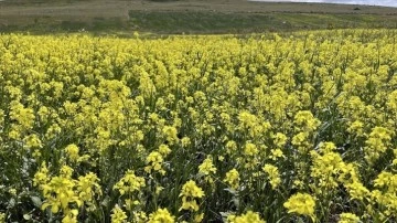 Ardahan'da bazı yayla ve ovalar çiçeklerle kaplandı