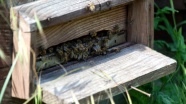Arıların kovan içindeki yaşantısını öğrenmek için geliyorlar