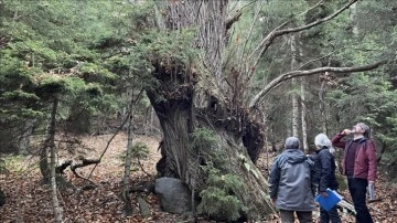 Artvin'de 7 kestane 'anıt ağaç' olarak tescillendi