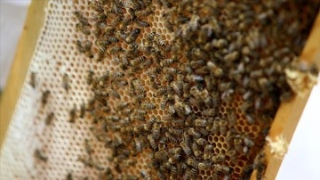 Aşırı sıcaklar arıların mesaisini zorlaştırdı