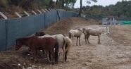 At keserlerken jandarma bastı