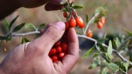 Ata ocağı köyde goji berry yetiştiren profesör çiftçilere örnek oluyor