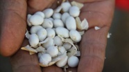 Ata tohumlarıyla yetiştirilen 'Çetmi şeker fasulyesinde' hasat sona erdi