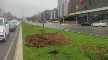 Ataşehir'de caddedeki bazı ağaçlar İBB ekiplerince söküldü