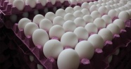 Avrupa'da milyonlarca yumurta raflardan kaldırıldı