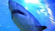 Avustralya'da sahilde köpek balığı saldırısı