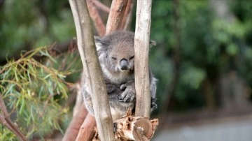 Avustralya'nın Yeni Güney Galler eyaletinde koalaların neslini korumak için ağaç kesimi durduru