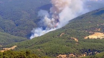 Aydın'ın Çine ilçesinde orman yangını çıktı