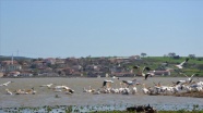 Ayıtdere Göleti pelikanların uğrak yeri oldu