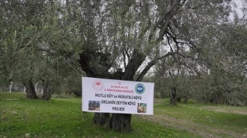 Ayvalık, organik zeytin ve zeytinyağı üretiminin merkezi olma yolunda