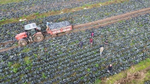 Bafra Ovası'nda kırmızı lahanada 130 bin ton rekolte bekleniyor