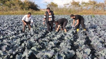 Bafra Ovası'nda kırmızı lahana hasadı başladı