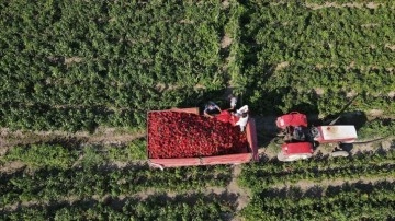 Bafra Ovası'nda yetişen kapya biber AB ülkelerinin sofralarına gidiyor