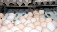 Balışeyh'te üretilen kuluçkalık yumurtalar Rusya'ya ihraç ediliyor