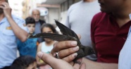 Balkonda asılı kalan kuşu itfaiye ekipleri kurtardı