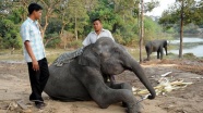 Bangladeş'te sel sularından kurtarılan fil öldü