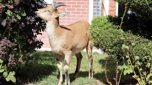 Baraj sahasını mesken tutan yavru dağ keçisini biberonla besliyorlar