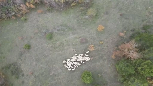 Bartın'da kurtların koyunlara saldırısı dronla görüntülendi