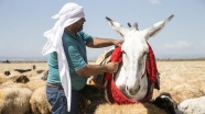 'Beyaz eşekleri' koruma çalışması sonuç veriyor