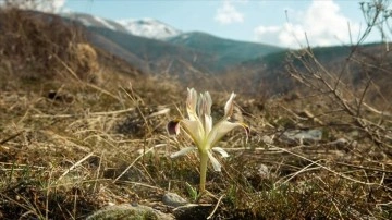 Beydağı'nın eteklerinde nevruz çiçekleri açtı