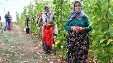 Bilecik'te barbunya hasadı devam ediyor