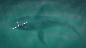 Bilim insanlarına göre katil balinaların "teknelere saldırması" oyun amacıyla olabilir