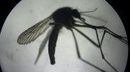 Bilim insanlarından sivrisineklere karşı askeri radar teknolojisi