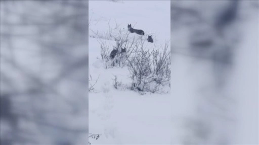 Bingöl'de vaşak ve yavruları görüntülendi