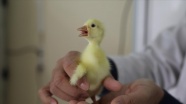 Bingöl Üniversitesi &#039;kuluçka merkezi&#039; ile kanatlı hayvan yetiştiricilerine hizmet veriyor
