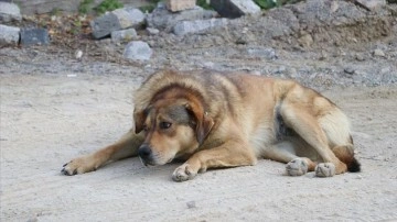 Bingöl'de sahipsiz köpeğin saldırdığı çocuk yaralandı