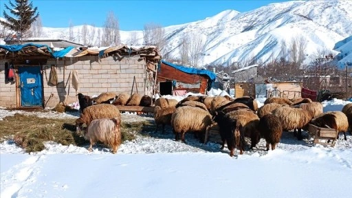 Bitlis'teki besiciler hayvanları için kış şartlarıyla mücadele ediyor