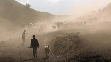 Bitlis'te besiciler küçükbaş hayvanlarını her gün yaylaya çıkartıyor