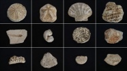 Biyoloji öğretmeninin &#039;fosil koleksiyonu&#039;