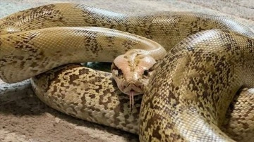 Boa yılanları kaburgaları sayesinde kendileri nefessiz kalmadan avlarını boğuyor