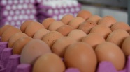 Böcek ilaçlı yumurtalara Macaristan'da da rastlandı