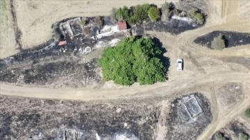 Bolu'daki orman yangınında köylülerin önlemi asırlık ağacı yanmaktan kurtardı