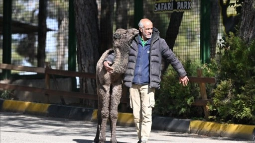 'Boncuk' isimli deve yavrusuna anne hassasiyetiyle bakılıyor