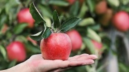 Bozulmadan 1 yıl saklanabileceği iddia edilen elma ABD'de satışa çıktı