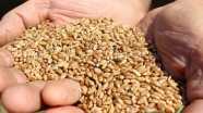 Buğday alım fiyatı açıklandı