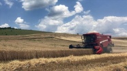 Buğday hasadında verimli yıl
