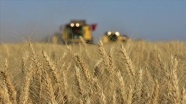 Buğday verimi için çiftçiye gübreleme ve süne uyarısı