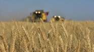 Buğdayda alım fiyatındaki yüzde 36&#039;yı aşan yükselişin ekim alanlarını artırması bekleniyor