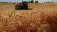 Buğdaydaki 'tarım ilacı' tartışmalarına açıklama