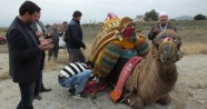 Burhaniye'de güreşçi 82 deveye havut giydirildi