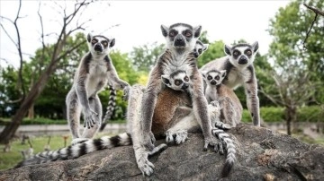 Bursa Hayvanat Bahçesi, Madagaskarlı 48 lemurun yaşam alanı oldu