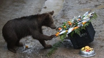Bursa'da birinci yaşına giren ayıların doğum günü kutlandı