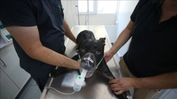 Bursa'da yangında dumandan etkilenen köpek 'Tokyo' yaşama savaşını kazandı