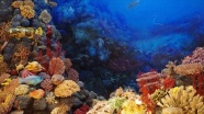 Büyük Bariyer Resifi 1995'ten bu yana mercanlarının yarısını kaybetti