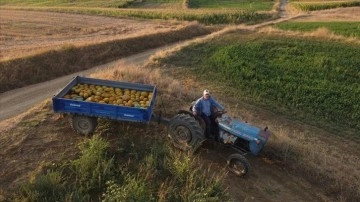 Büyükşehirdeki yöneticilik kariyerinden vazgeçip baba ocağında çiftçi oldu